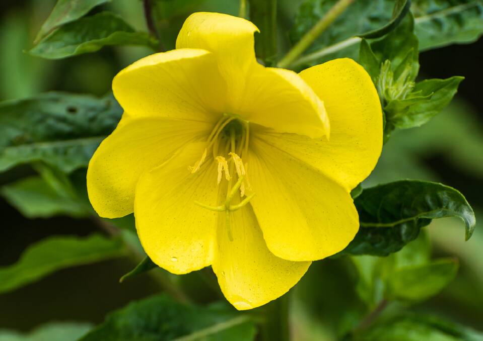 If there are no blooms, the name can give a clue. For example luteus means yellow.