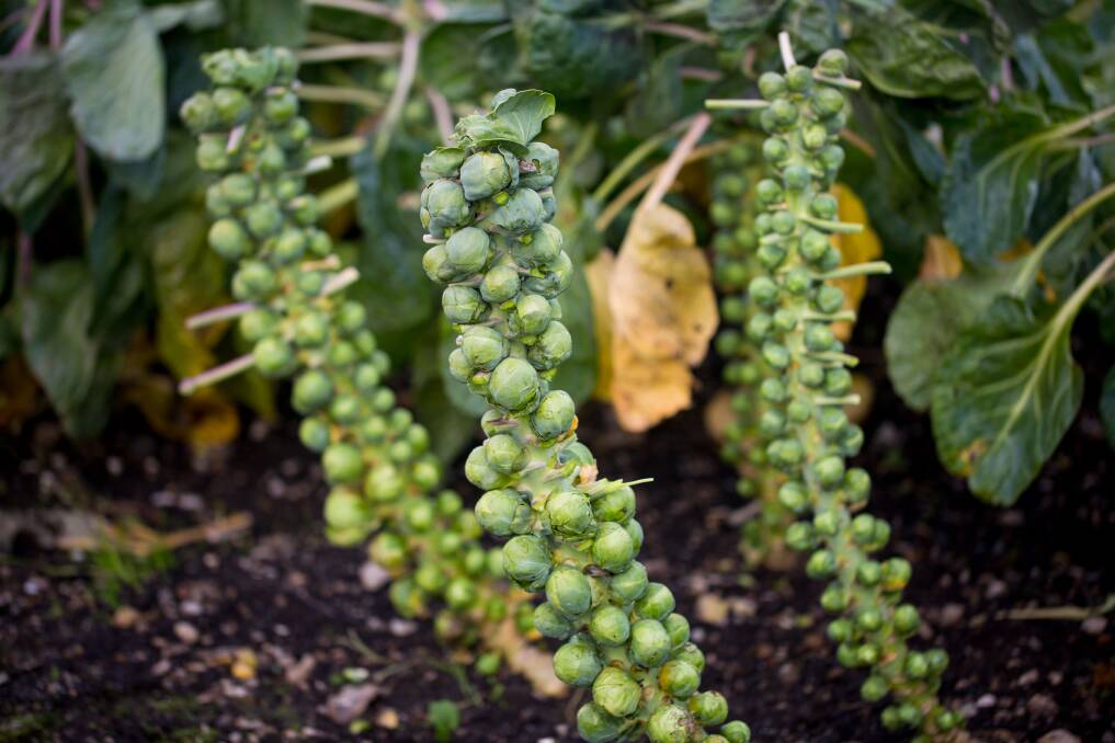Brussel sprouts are related to bok choy and turnips, also brassicas.