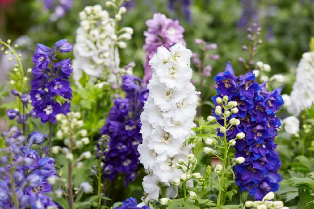 The tall spikes of the larkspur make them ideal as a background planting.