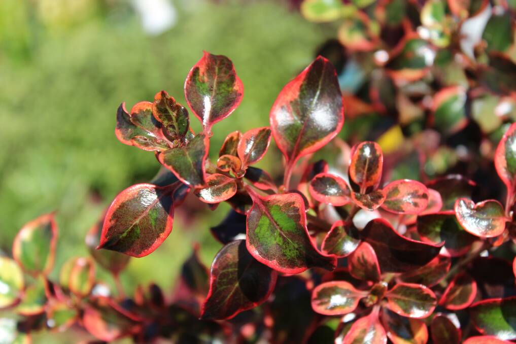 The colourful coprosma is a shrub that comes in a wide range of shades and hues.