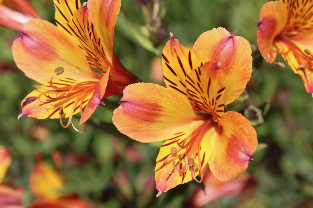 Known as Peruvian lilies, alstroemerias will brighten any garden.