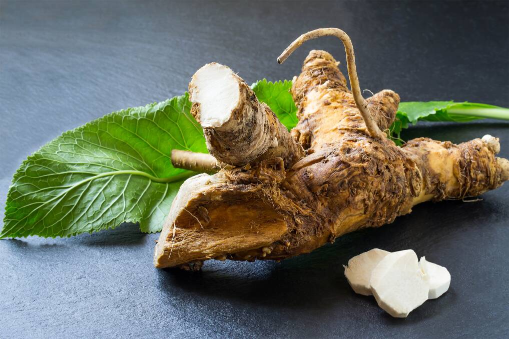 The pungent horseradish has both culinary and medicinal applications.