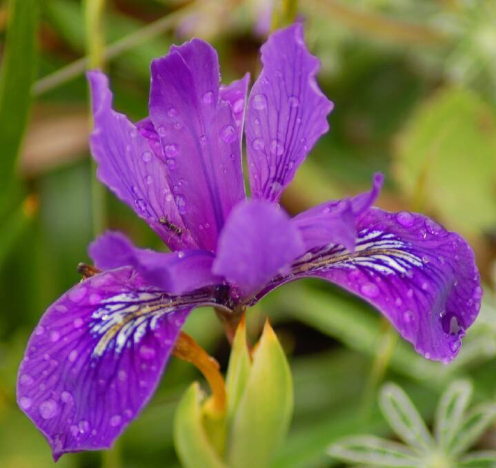 Iris douglasii is named after one of the most prolific botanists in history.