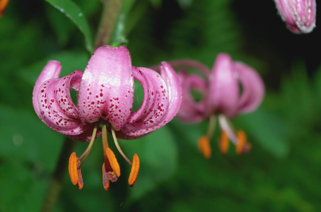 STUNNING: Lilium martagon, a oriental/trumpet hybrid, has increased vigour, disease resistance and tolerance to heat and drought.