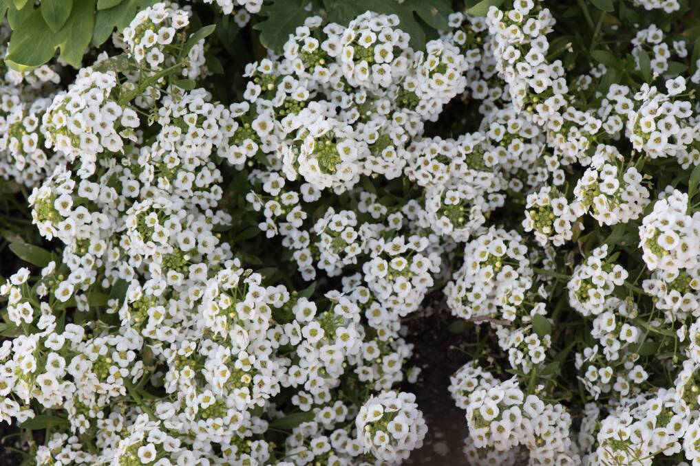 Alyssum Carpet of Snow, phlox and lobelia are ideal border plants.