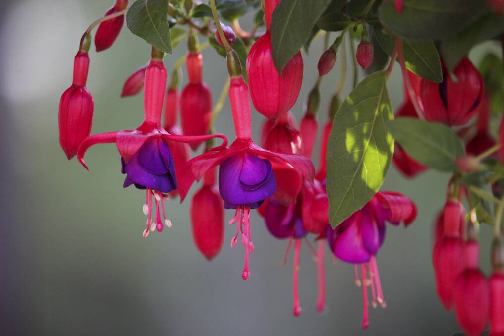 THEATRICAL: The many spectacular varieties of fuchsia bring real flamboyance to the garden. Pictures: Shutterstock