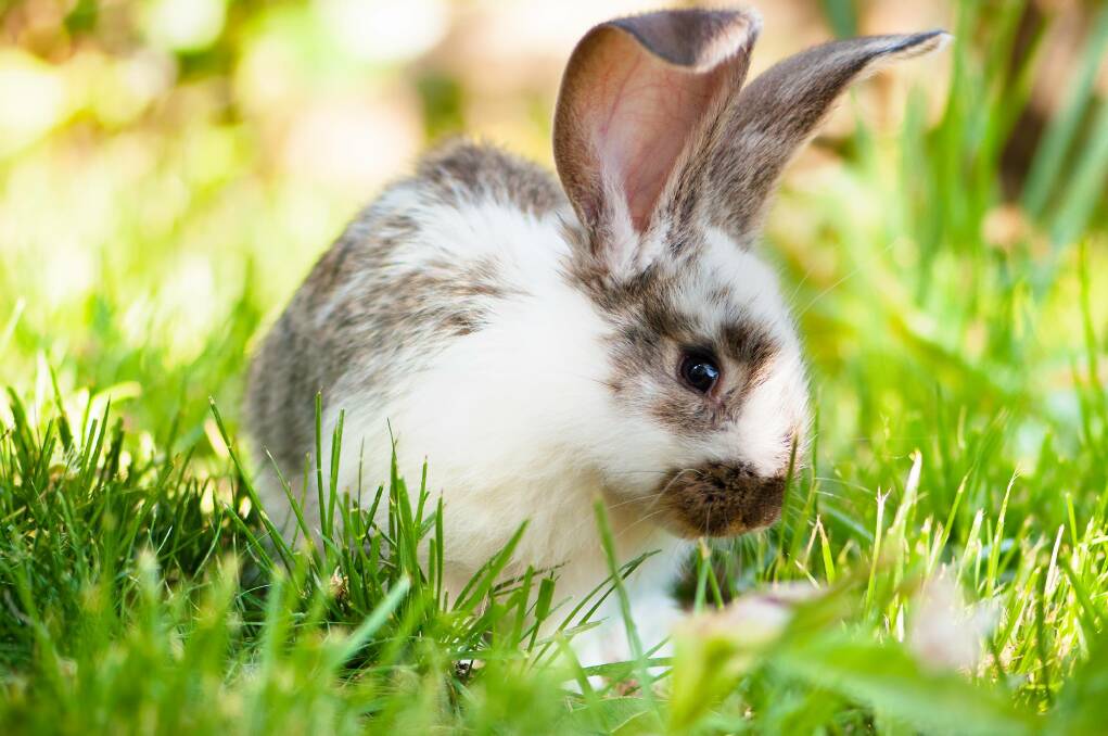 TAKE CARE: Rabbits require a lot of attention and care to ensure they become properly socialised.