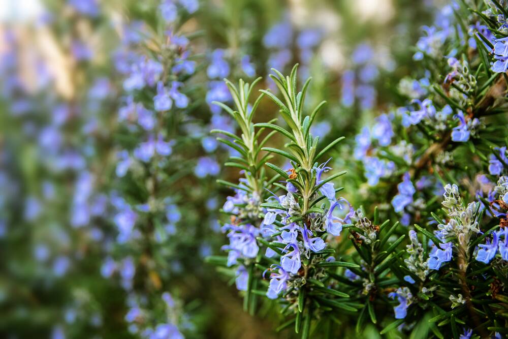 Rosemary is for remembrance, a sentiment that lives on.