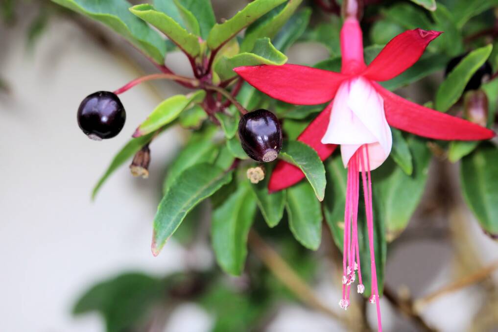 Fuchsia berries reduce flower production so should be removed.