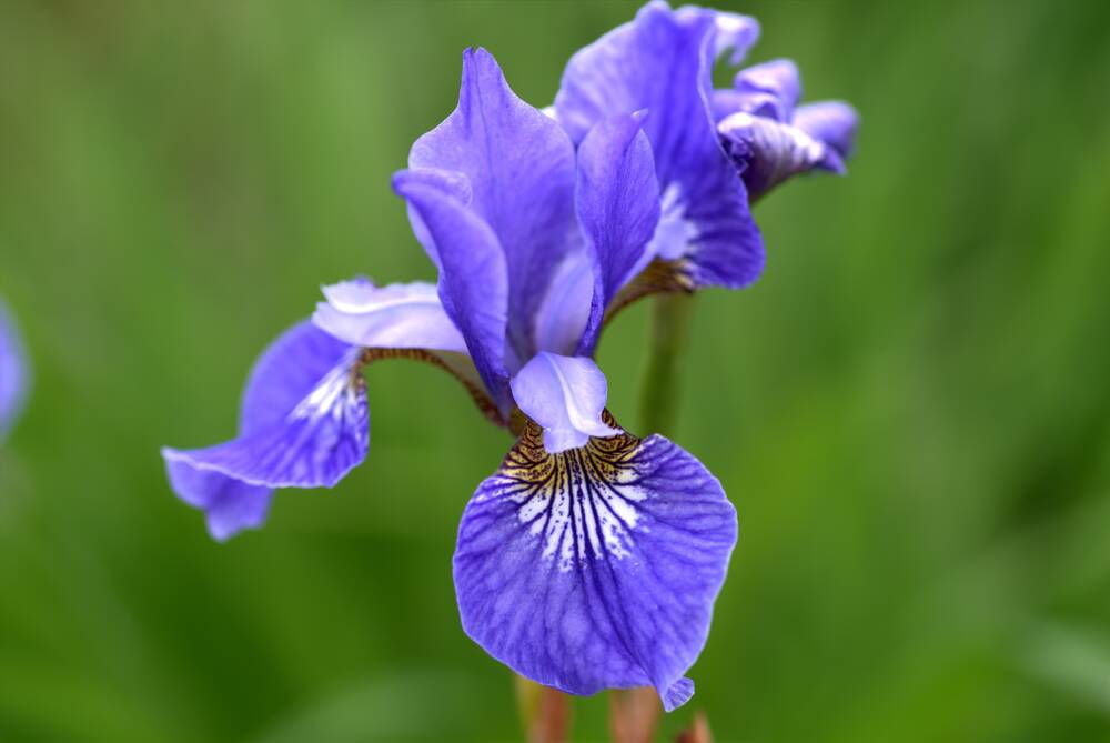 The Iris sibirica was reputedly cultivated by Siberian monks in the Middle Ages.