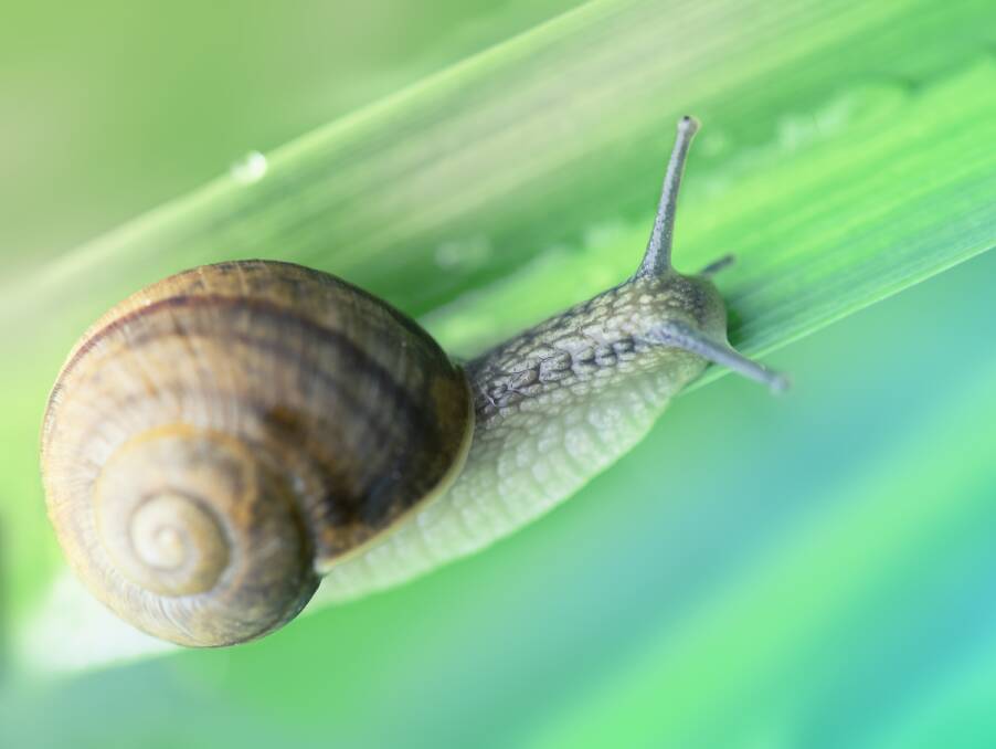 While Australia has 600 native snail species, the introduced brown garden snail does much of the damage.