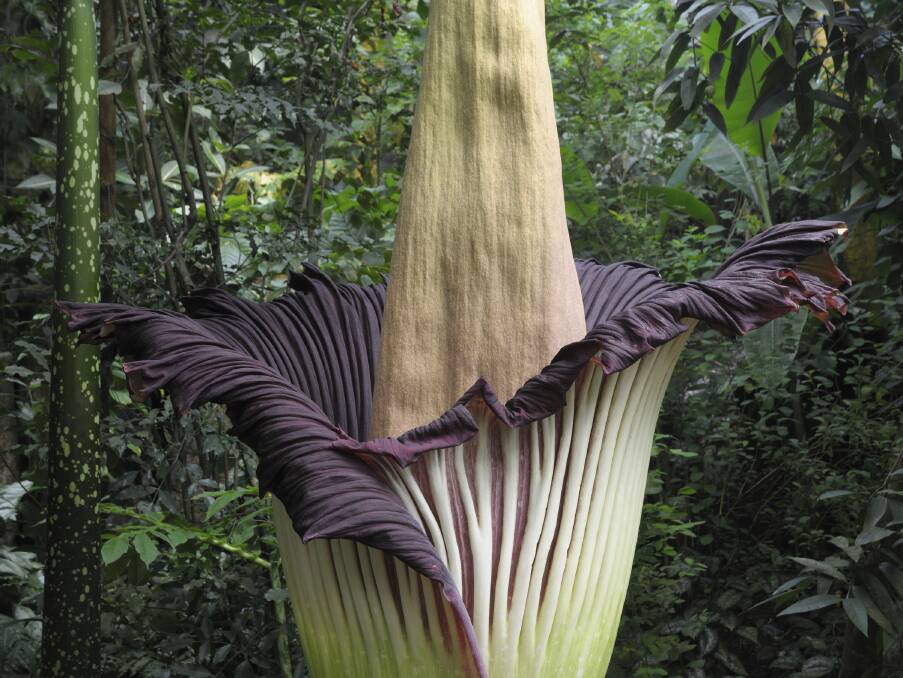 A native of Sumatra, the corpse flower emits an odour that can be smelled a kilometre away.