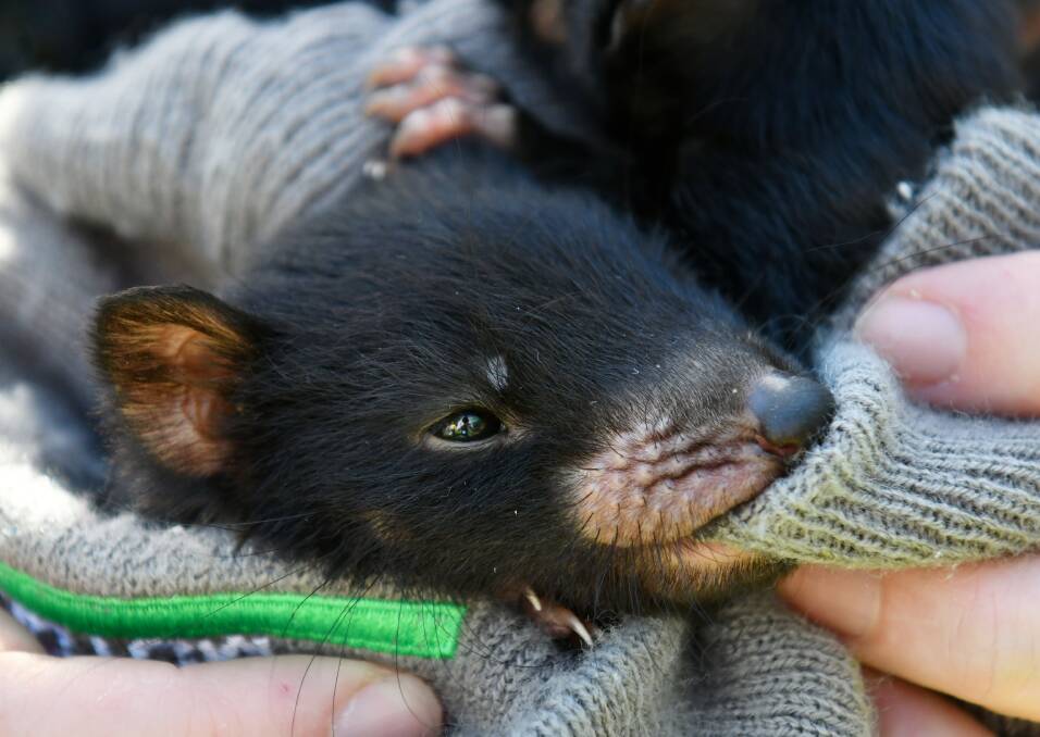 ROAD SENSE: Vehicles are the second biggest killer of Tasmanian Devils after cancer, a fact which drove Dr Fox and her team to come up with a system to warn the animals about oncoming cars. Picture: Brodie Weeding