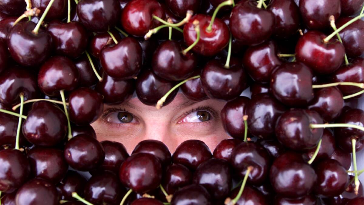 COOL CLIMATE CHERRIES: Tasmania's climate is one of the reasons the quality of the state's cherries is so high, meaning criminals overseas are willing to invest a lot of money to defraud customers by selling under the Tasmanian name. Picture: File