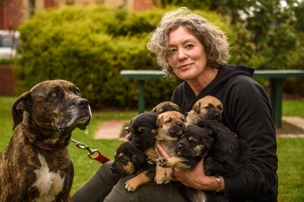 REUNITED: Brightside Farm Sanctuary's Emma Haswell with Lily and her litter of puppies which were sold online before they were ready to leave their mother. Picture: Scott Gelston
