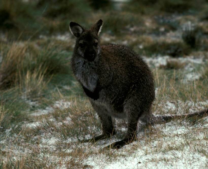 A Bennett's wallaby. Picture: File