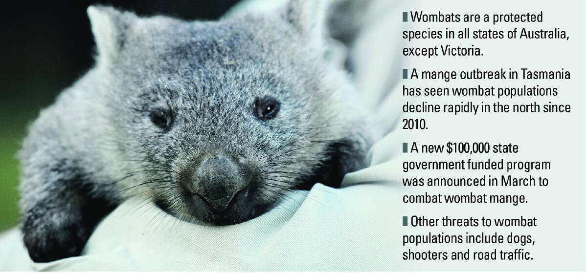 SUPPORT: A petition by Wombat Warriors to reduce wombat culling permits in Tasmania has received nearly 3000 signatures since its launch on Saturday.