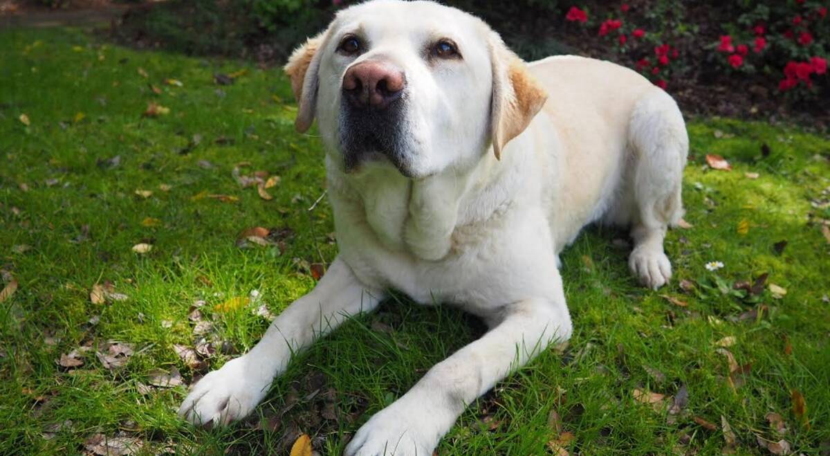 LAB LIFE: Retired police detector-dog Yuli detected millions of dollars worth of drugs during his time with Tasmania Police. Pictures: Melissa Mobbs