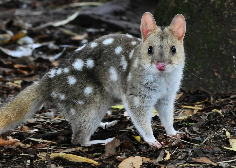 AT RISK: The Eastern Quoll, found only in Tasmania, has been declared endangered on an international level.