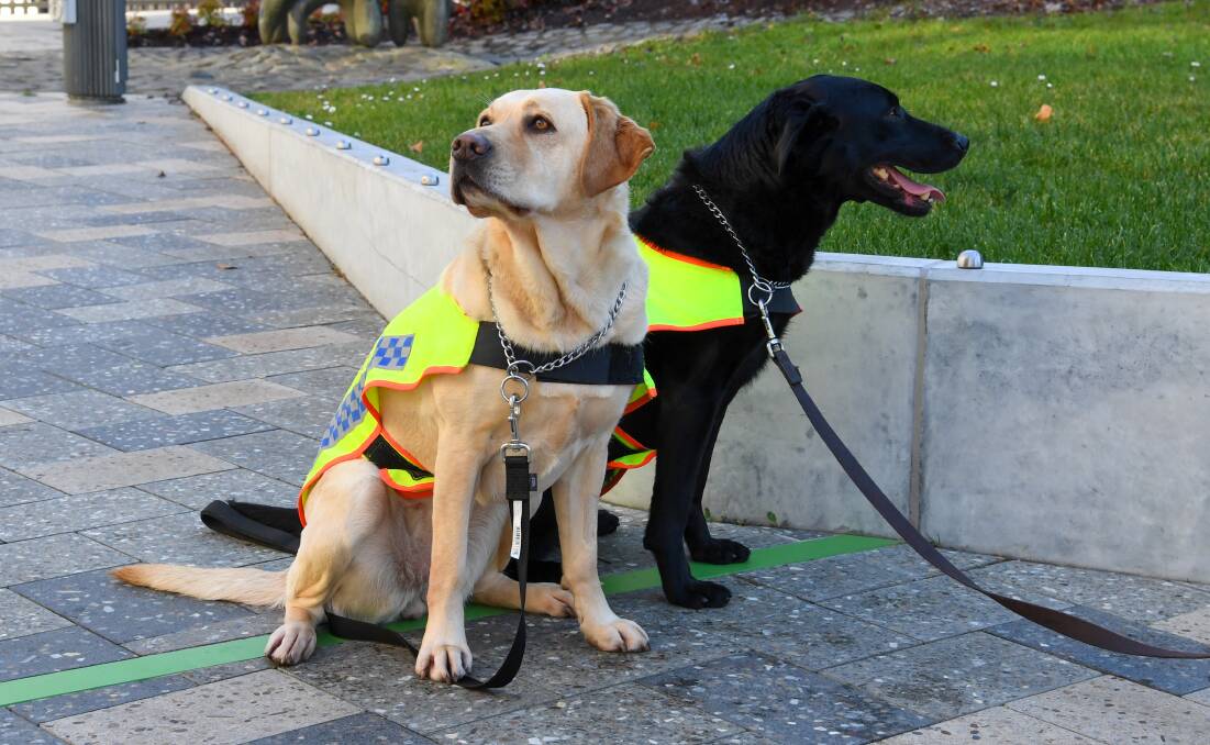 Firearms and explosives detector dog Quinn and drug dog Aggie take a quick break.