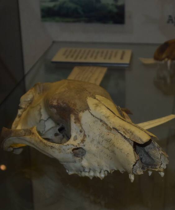 EVIDENCE: An adult Thylacine skull on display at QVMAG in Inveresk as part of the Tasmanian Tiger - Precious Little Remains exhibit.