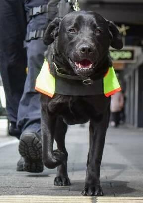 Tasmania Police drug dog Fang. Picture: Paul Scambler