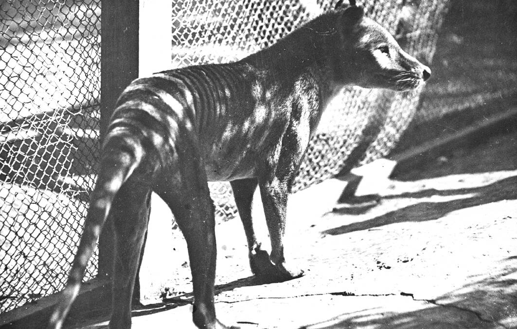 TASMANIAN HISTORY: An image of the last known Tasmanian Tiger, commonly known as "Benjamin", at the Hobart Zoo around 1933, photographed by HJ King. 
The image was taken around three years before "Benjamin" died in captivity on September 7, 1936. The Tasmanian Tiger was then declared extinct by the International Union for Conservation of Nature in 1982 and by the Tasmanian government in 1986. PICTURE: Courtesy of the Queen Victoria Museum and Art Gallery at Inveresk.