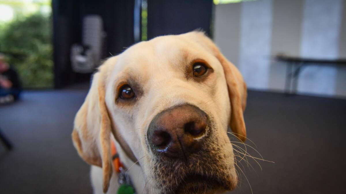 Launceston hosts first 'test drive a guide dog' event