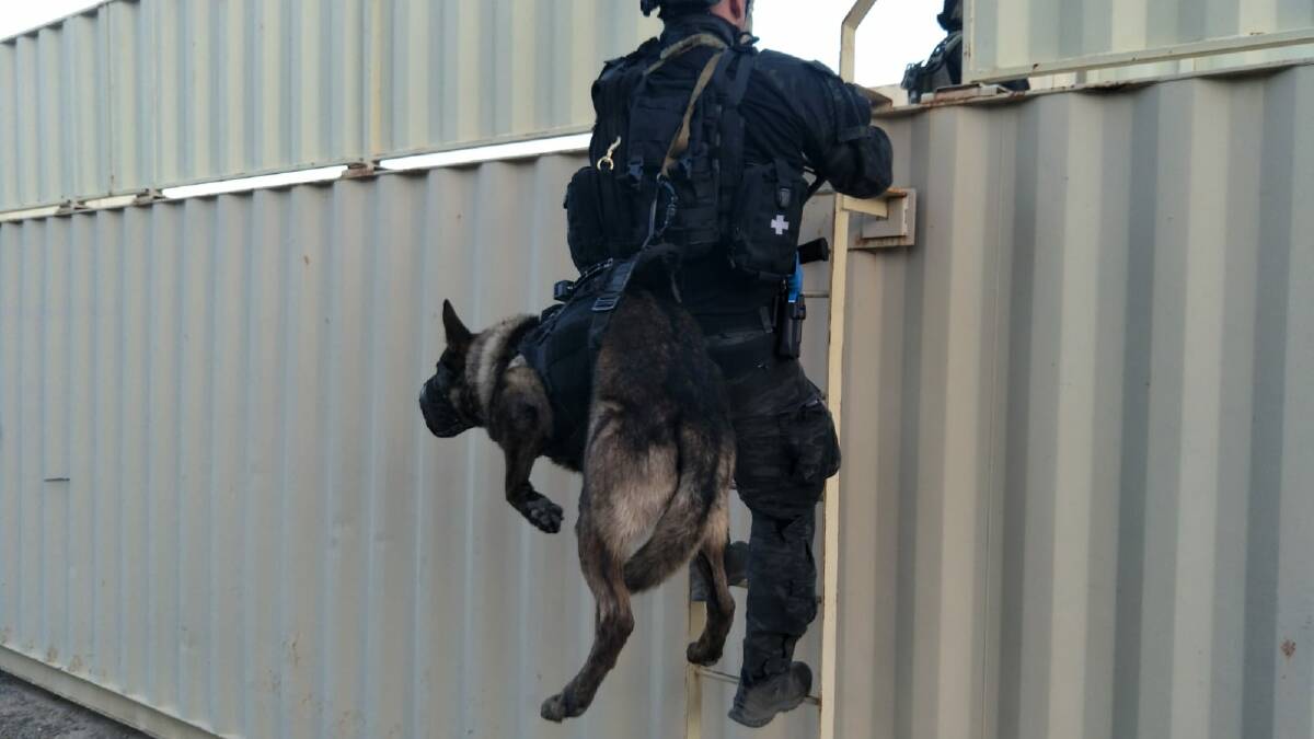 German shepherds are commonly used by interstate police to assist with apprehending violent offenders. Picture: Australian Federal Police