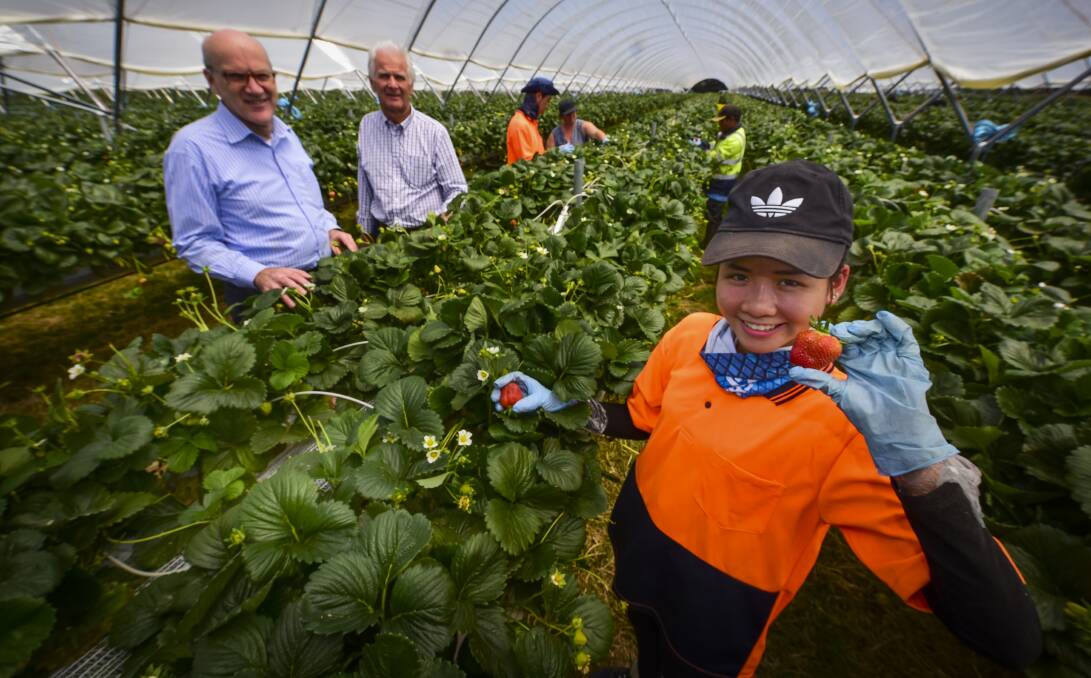 WORKING HARD: Strawberry picker Sandra Yu, of Hong Kong, is watched by workplace relations director Andrew Cameron and Primary Employers Tasmania's Keith Rice at Longford's Mountford Berries. Picture: Paul Scambler