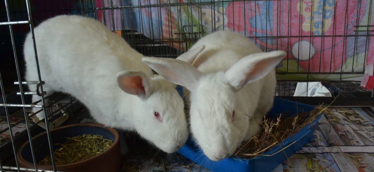 BUNNY BONANZA: Two of the 250 rabbits that reside at the Longford animal sanctuary. 