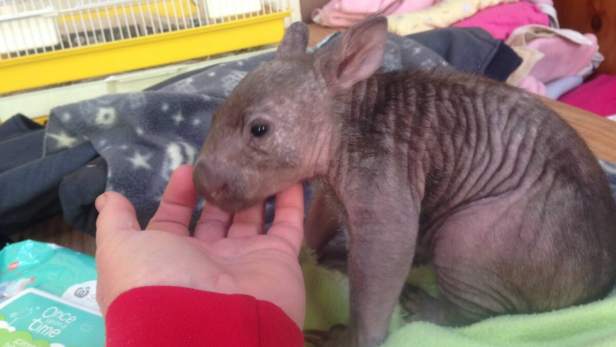 MANGE: When Tucker arrived at Wombat 4 Rescued, he weight 600 grams and was severely impacted by mange. 