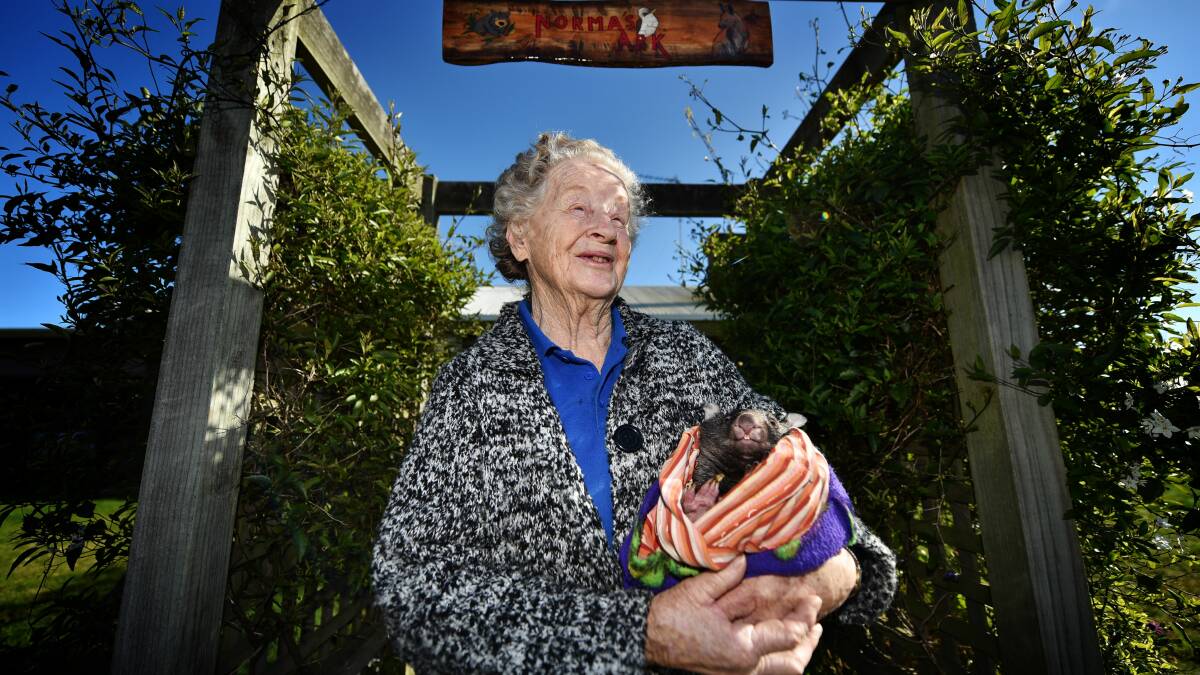 HAVEN: Norma Baker with a seven-month-old rescue wombat, beneath a 'Norma's Ark' sign. Pictures: Scott Gelston. 