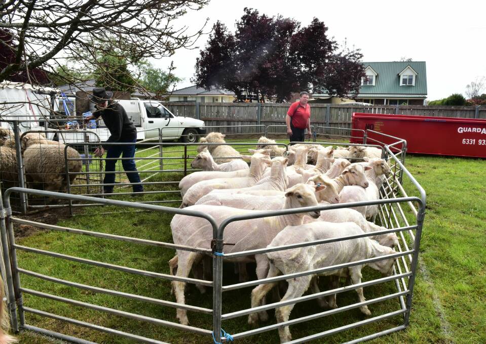 A herd of sheep enjoy a haircut at the Longford Show.