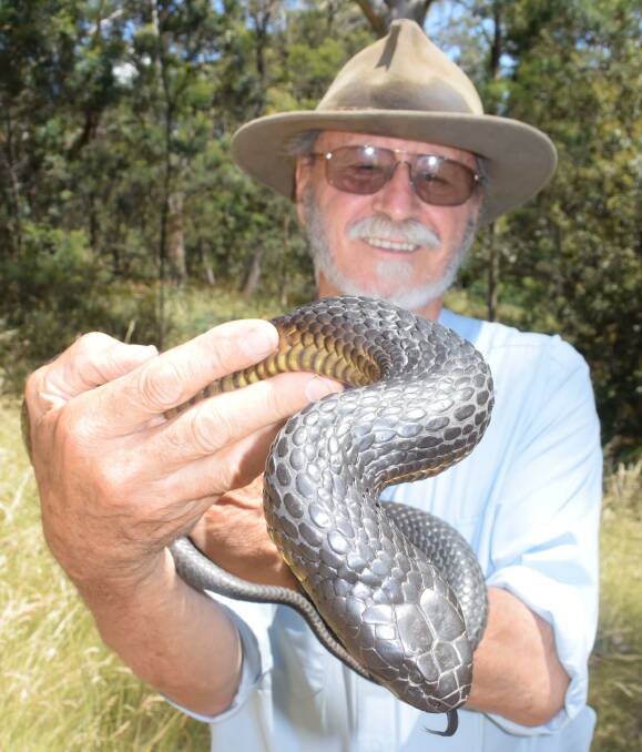 CRIKEY: Reptile Rescue Inc senior executive officer Ian Norton holds up 'closet', a Chappell Island tiger snake. Picture: Toli Papadopoulos 