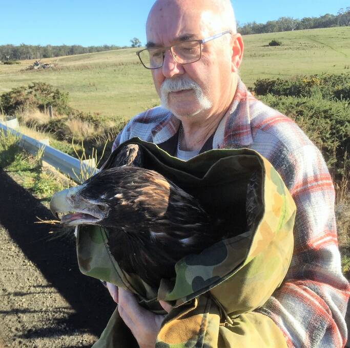 RESCUE: The wedge-tailed eagle was hit by a car on Saturday while eating roadkill on Nile Road. Picture: supplied
