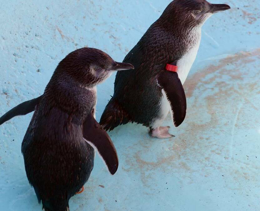 Little Penguins. Picture: file