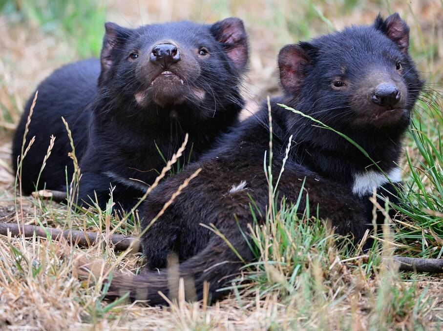 DECLINE: Two healthy Tasmanian devils relaxing at Tasmania Zoo. Alongside the facial tumor disease, Tasmanian devils are impacted by issues such as bushfires and changes in ecosystem. Picture: Phillip Biggs