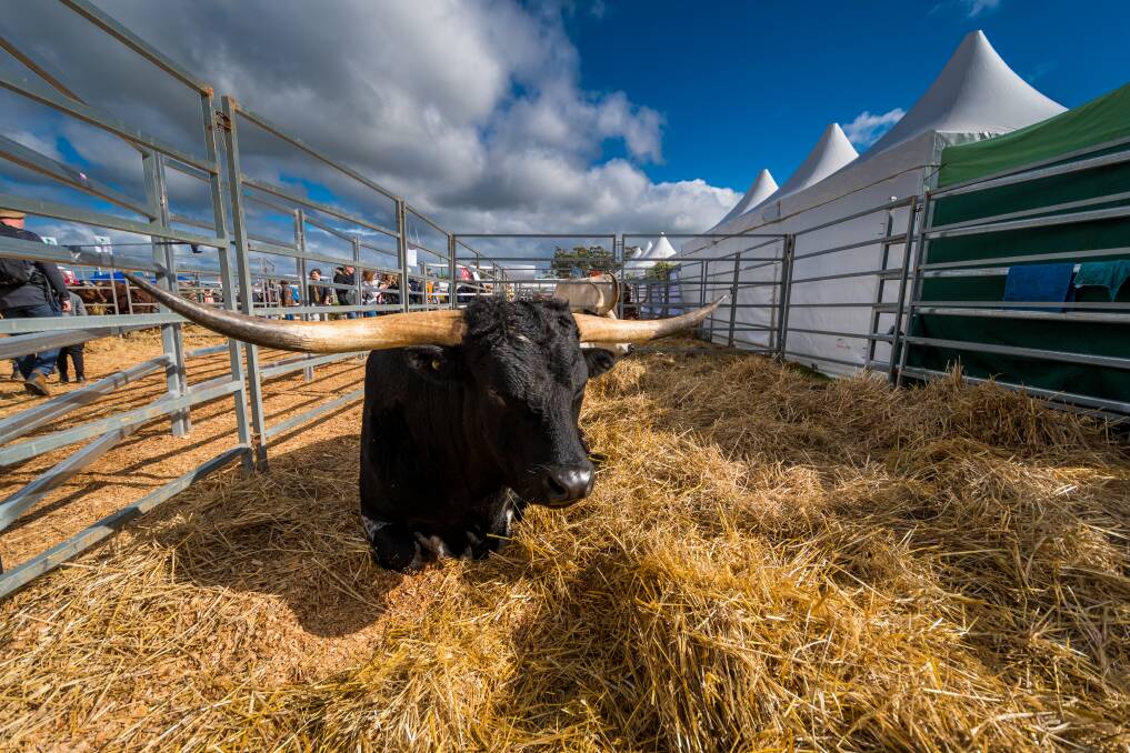 Yennel Longhorns won best Beef Expo Display. Picture: Phillip Biggs