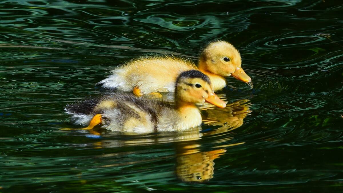 Ducklings in the pond at City Park. Picture: Neil Richardson