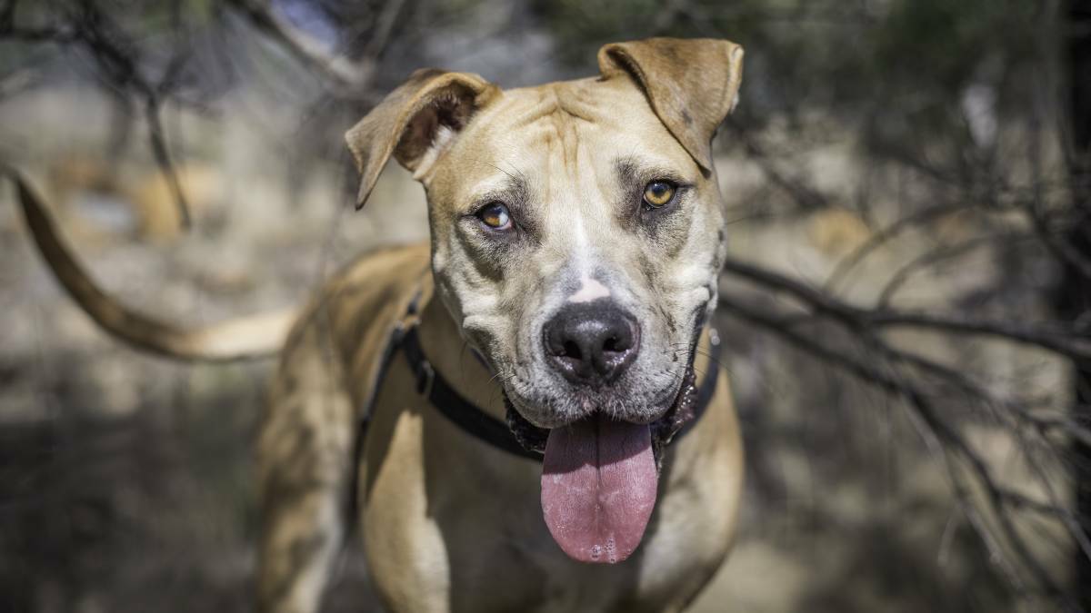 HAPPY ENDING: Neiko, a three-year-old bullmastiff American bulldog cross, was at the Launceston RSPCA Animal Care for eight months. Picture: Shy Wolf Photography