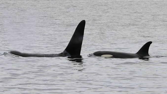 Two orcas spotted in the Tamar River in previous years. Picture: Shane Crawford