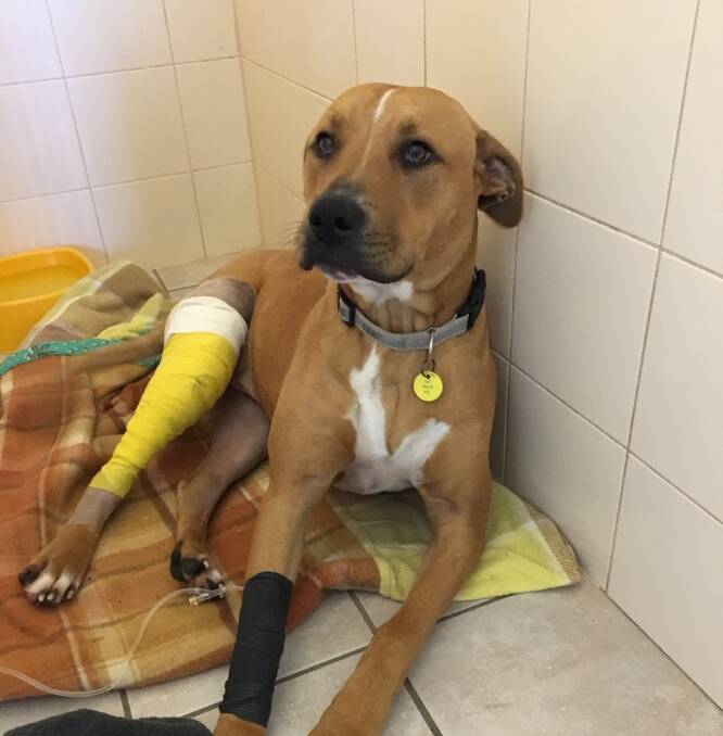 FURRY FRIENDS IN NEED: Dutch the bull-breed cross has suffered luxations to two of his knees, and will require further surgery in coming months with recovery expected to take six weeks. Picture: supplied