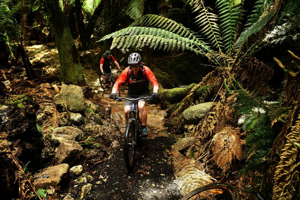 GAME CHANGER: The St Helens MTB Trail network will complement the Blue Derby Network in the state's North-East, a popular tourist attraction for thrill seekers. Picture: Scott Gelston