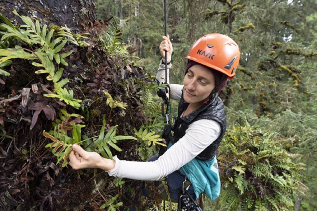 SURVEYANCE: Dr Jen Sanger of The Tree Projects will take part in the Blue Tier Bioblitz. Picture: supplied