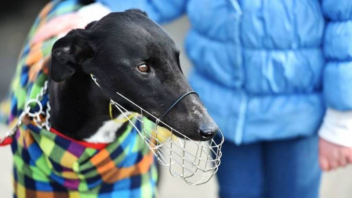 FREEDOM: From Monday, greyhounds accredited by Brightside Farm Sanctuary or the Greyhound Adoption Program can go muzzle-free in public. Picture: Scott Gelston