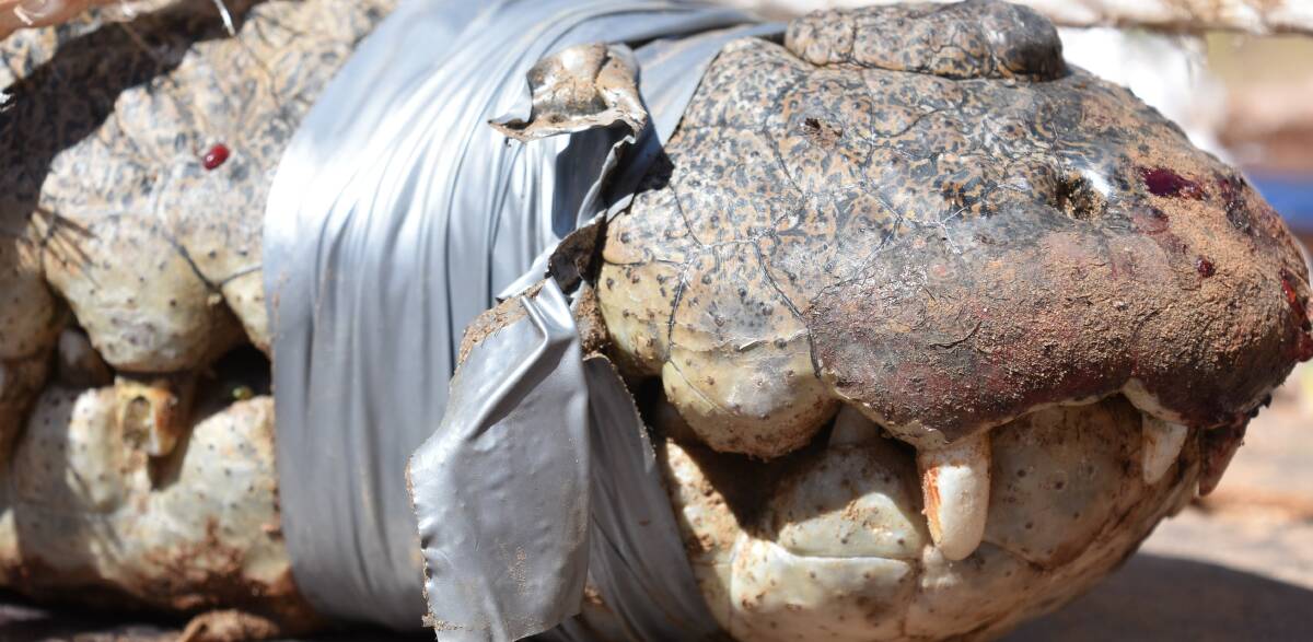 CROC CAPTURE ON THE RISE: This latest 3.4m crocodile capture brings the tally up to 16 for the year. 