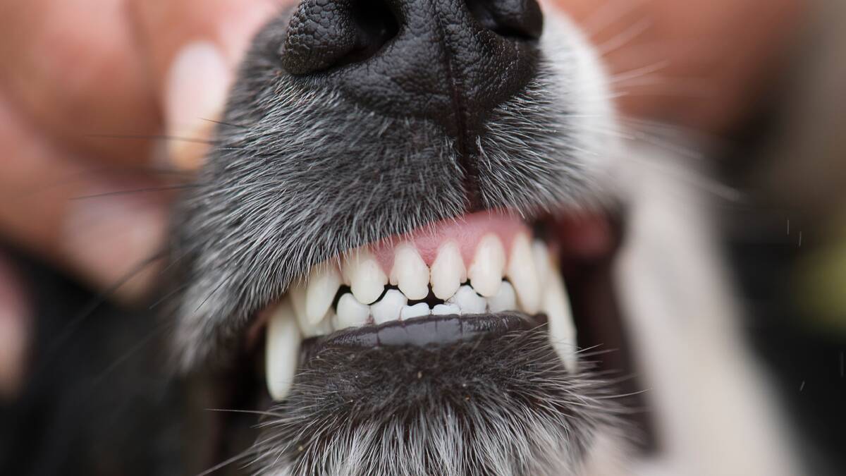 What you need to know about taking care of your pet's teeth