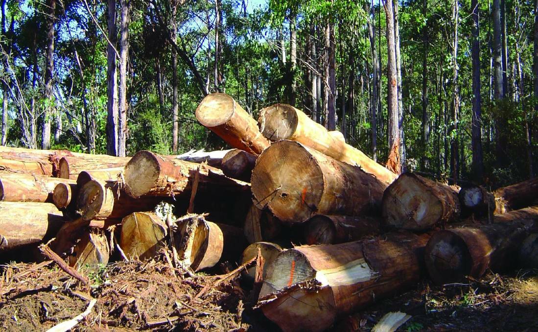 Timber future improving says Minister