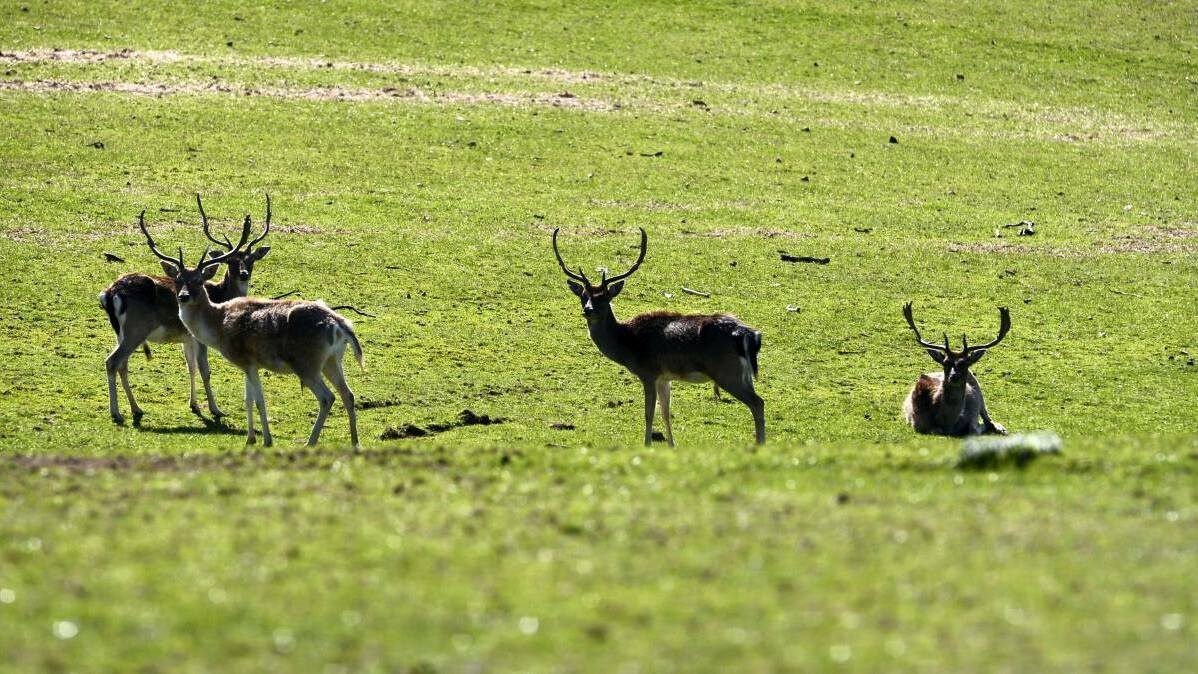 Wild deer figures still to be collected